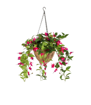 fuschia-hangplant-fuchsia