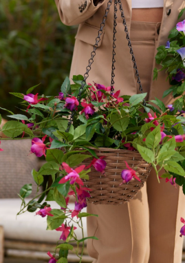 Fuchsia zijden hangplany fuchsia 70cm