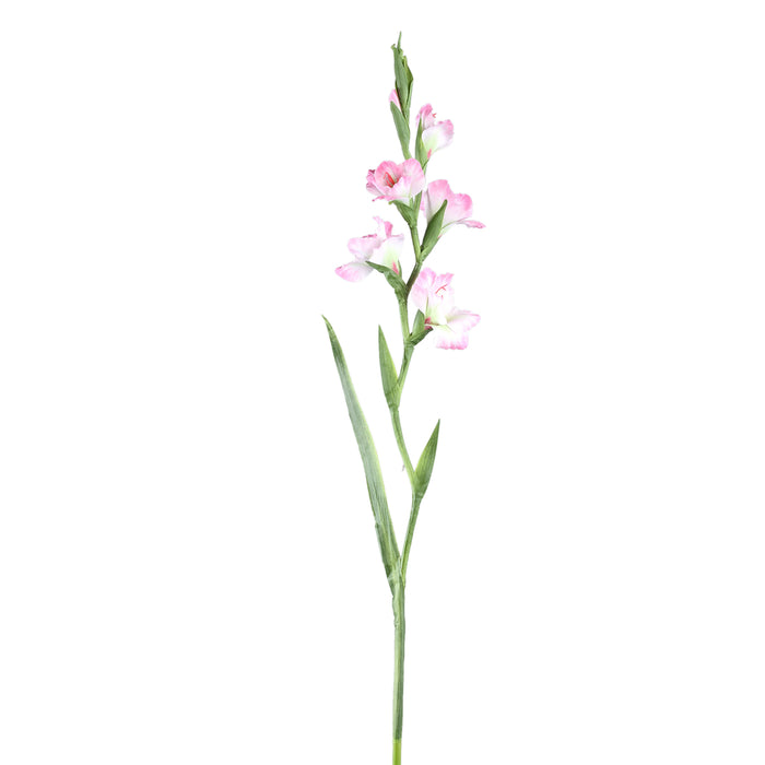 Garden Flower light pink Gladiolus with leaves