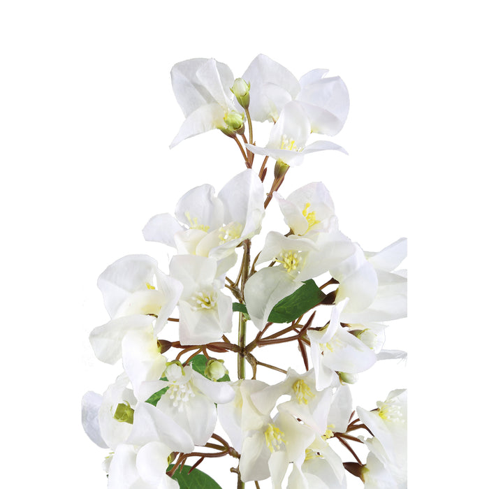 Garden Flower White Bougainvillea hanging