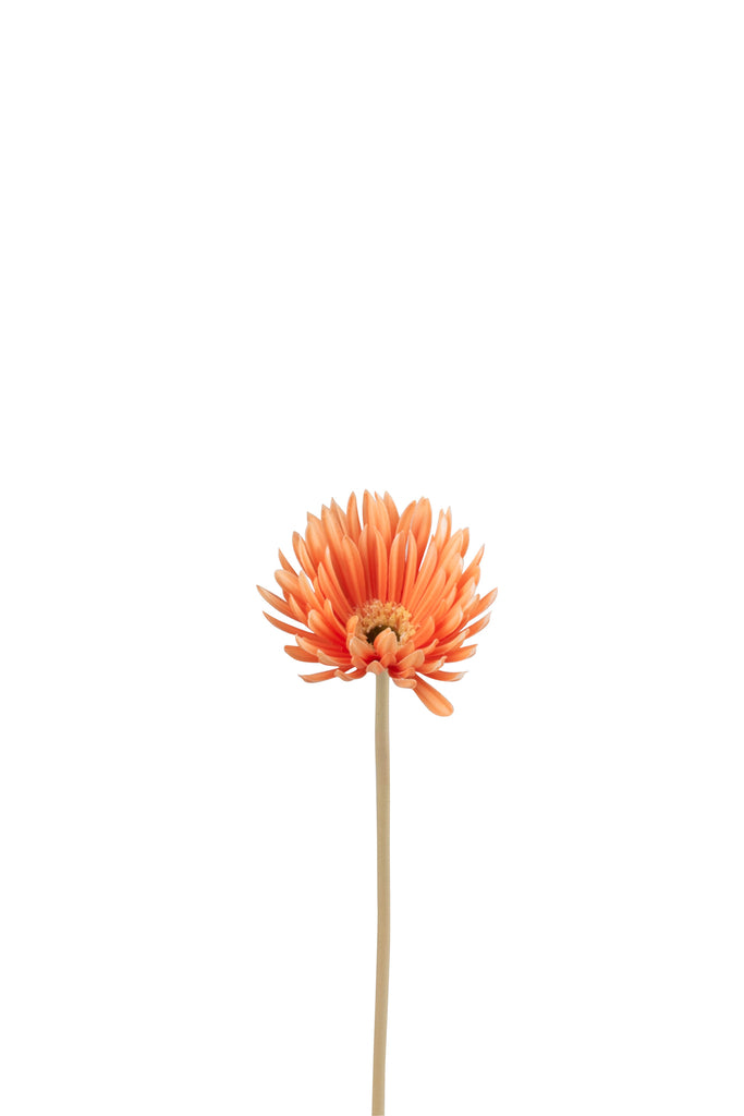 Gerbera Virgin Plastic Orange