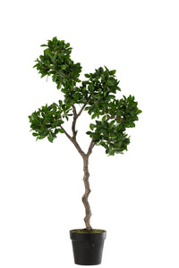 Ginseng Ficus Tree In Pot Plastic Green/Black Large