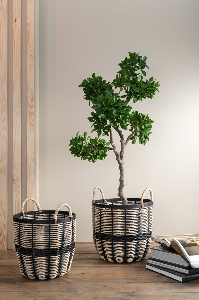 Ginseng Ficus Tree In Pot Plastic Green/Black Large