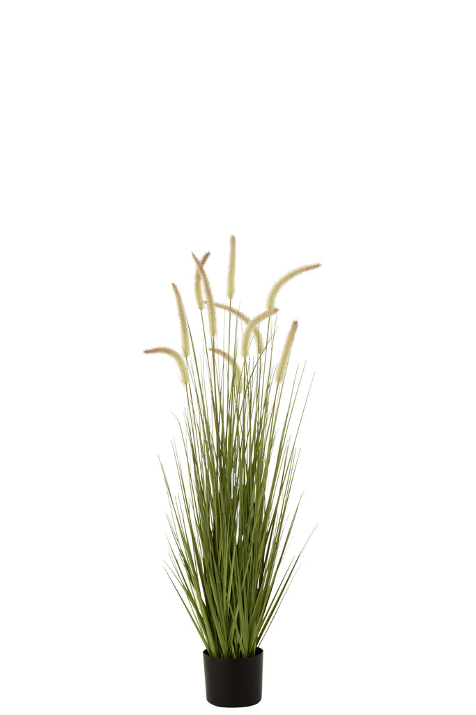 Grasses+Gramineae In Pot Plastic Green Medium