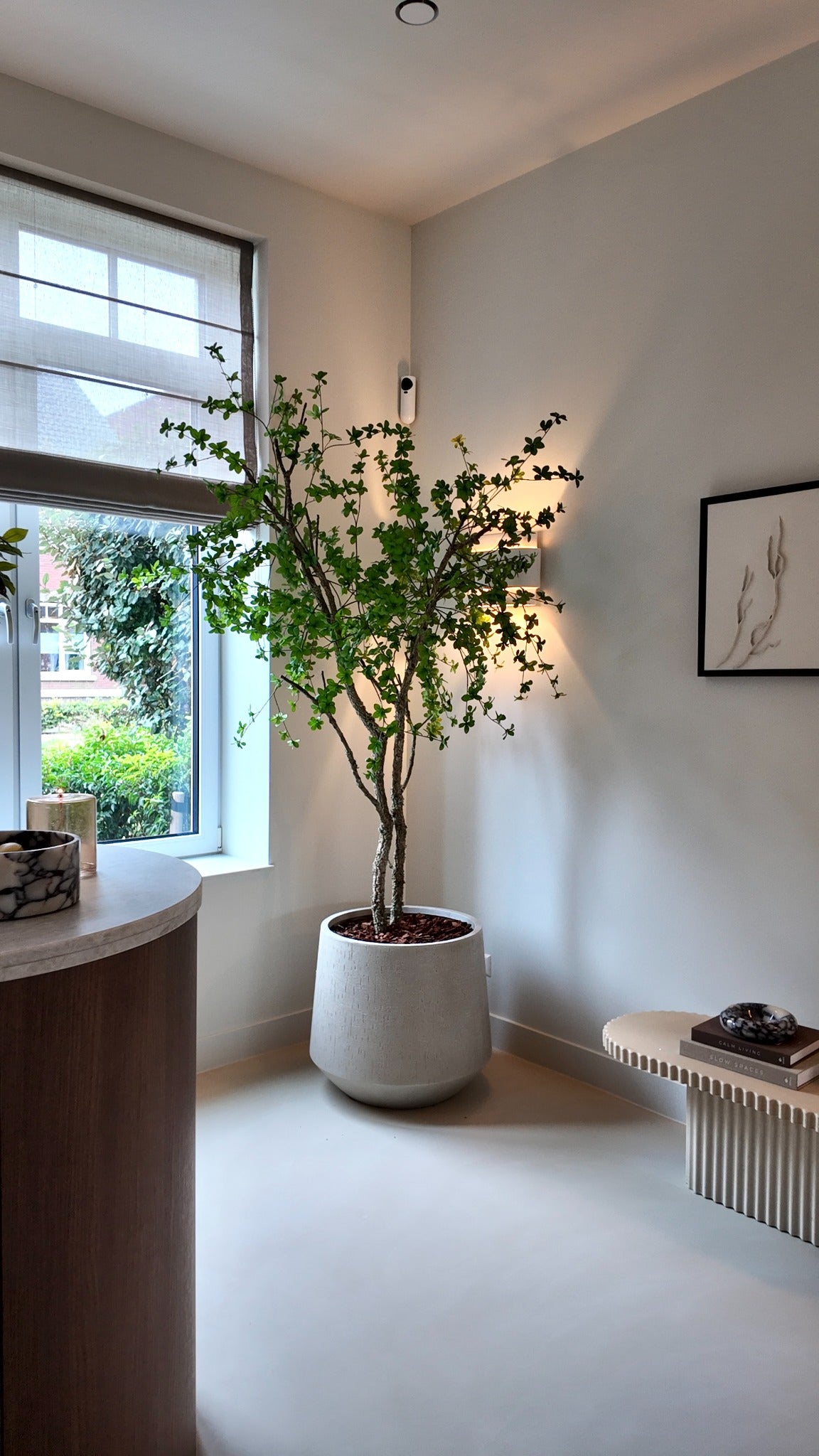 Handgemaakte zijden Bucida boom op echte kurkstam met Baq Raindrop Darcy Beige pot