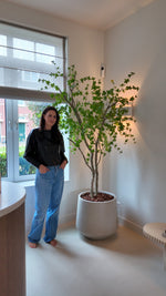 Handgemaakte Bucida boom op kurkstam in interieur met Merel.Interiors