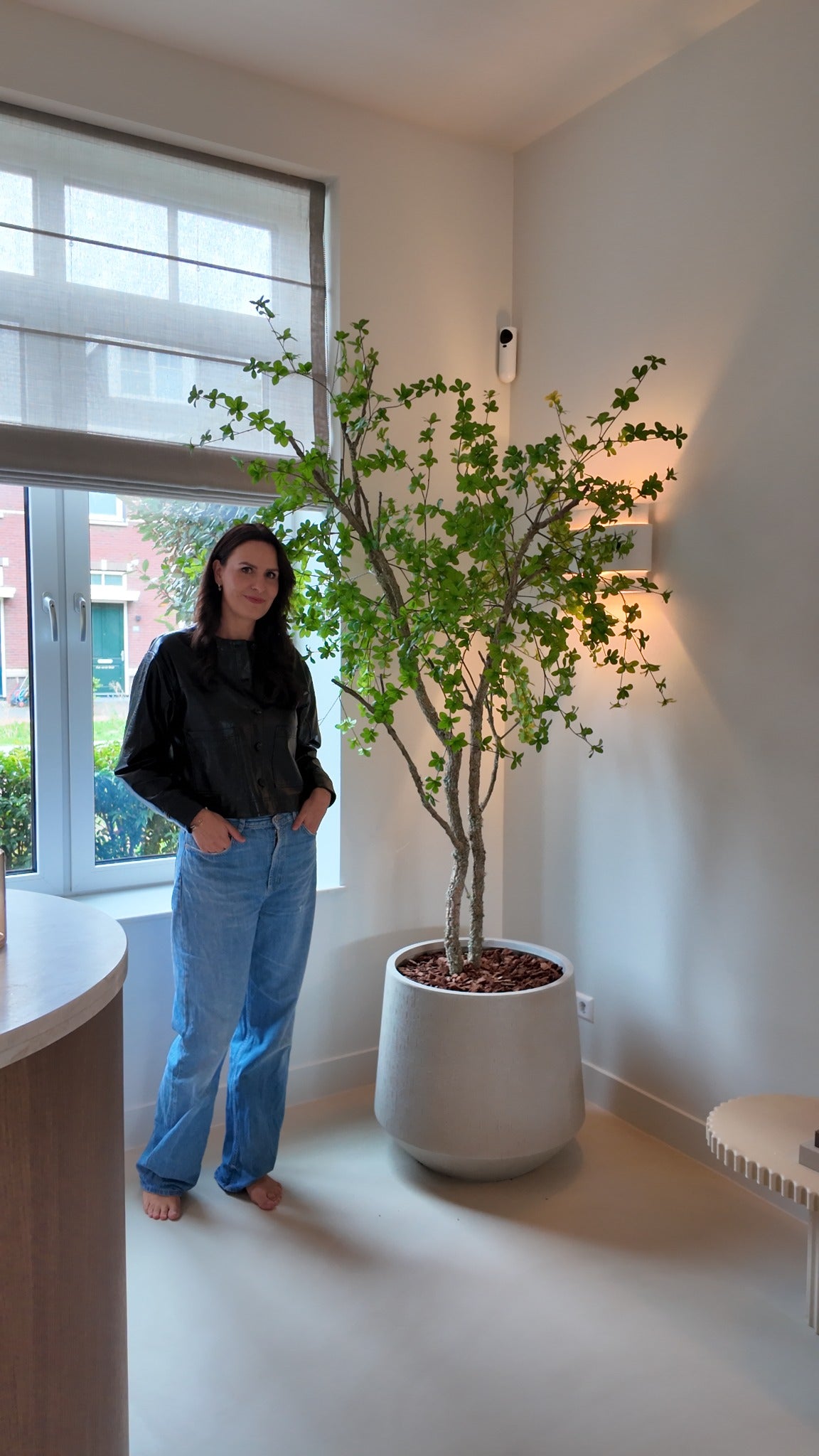 Handgemaakte Bucida boom op kurkstam in interieur met Merel.Interiors