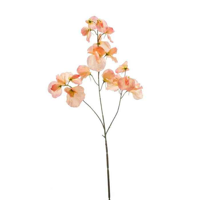 Lathyrus Peach H75