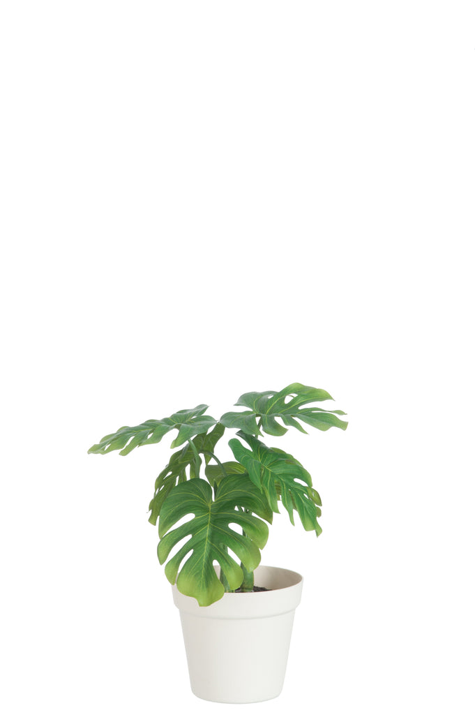 Leaf Philo In Pot Plastic Green/White Medium