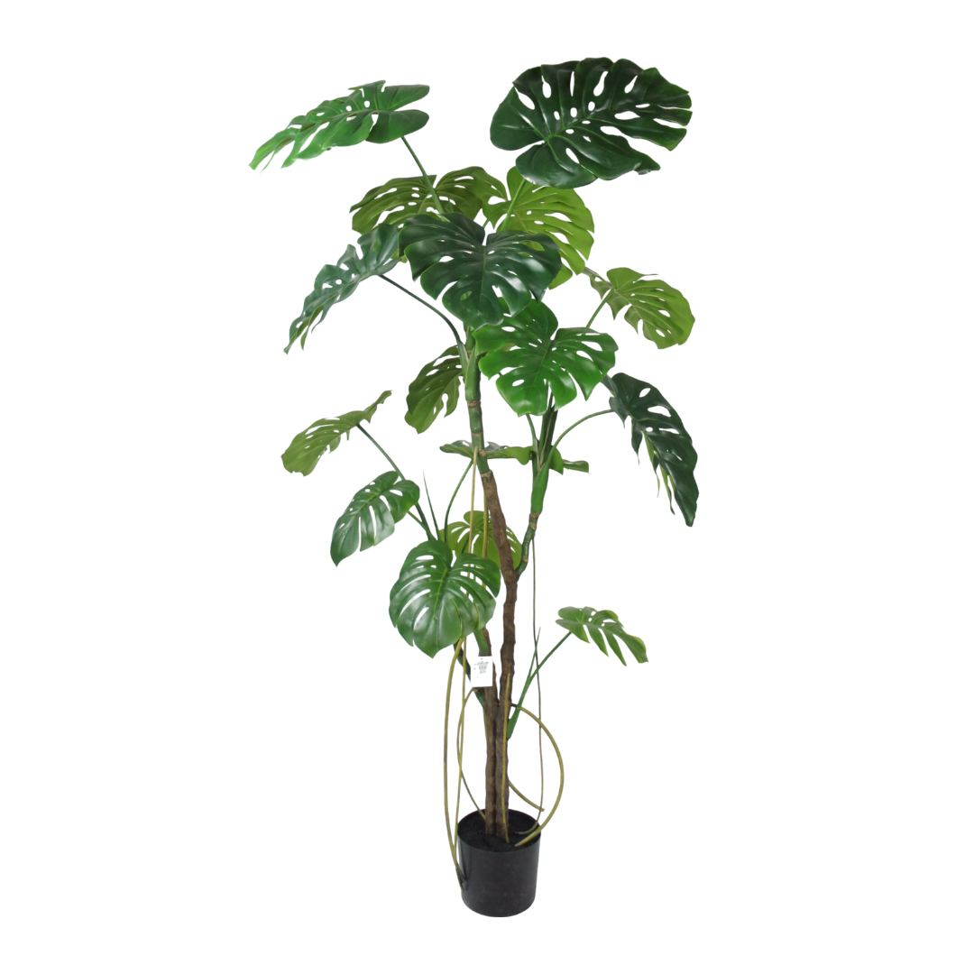 Monstera boom 180cm