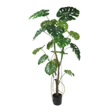 Monstera boom 180cm