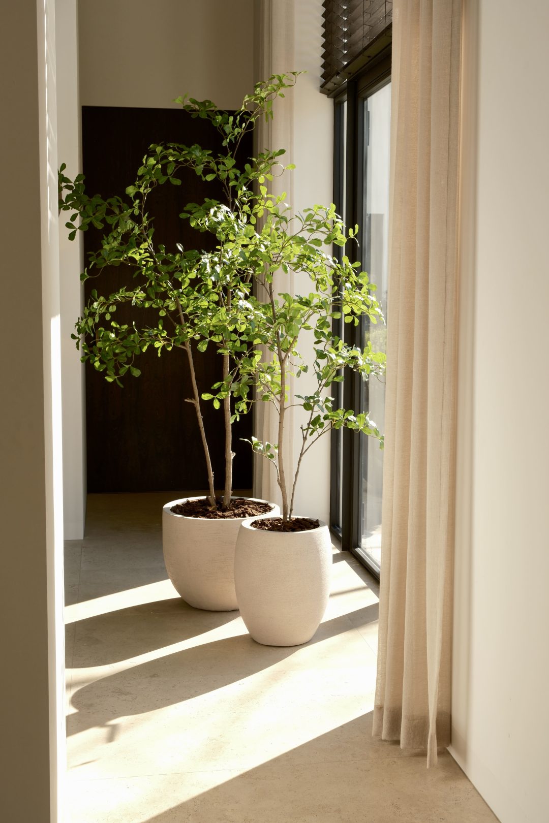 Moringa tree 150cm