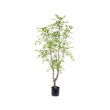 Nandina boom 180cm