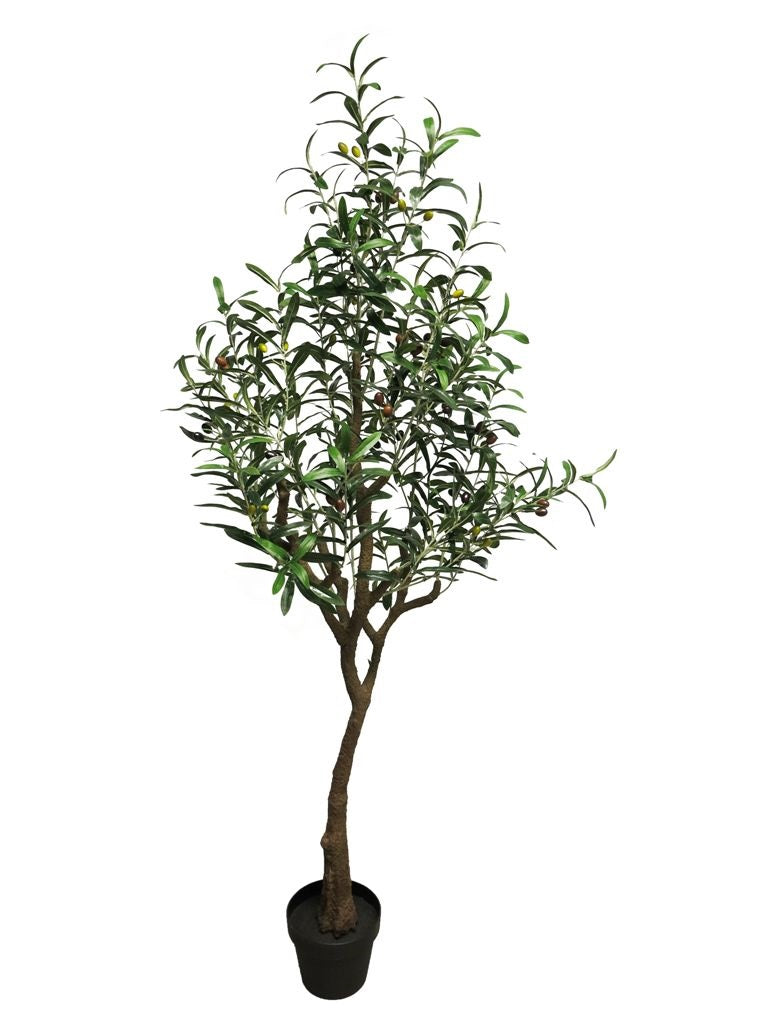 Olijfboom Charlotte green 150cm
