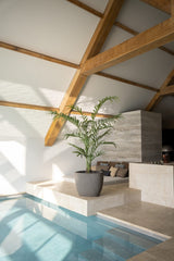 Palm boom - 240cm - kunstplant - zijdenplant - Luxe zijden bloemen boeket - Kunstbloemen van Sharon Flowers