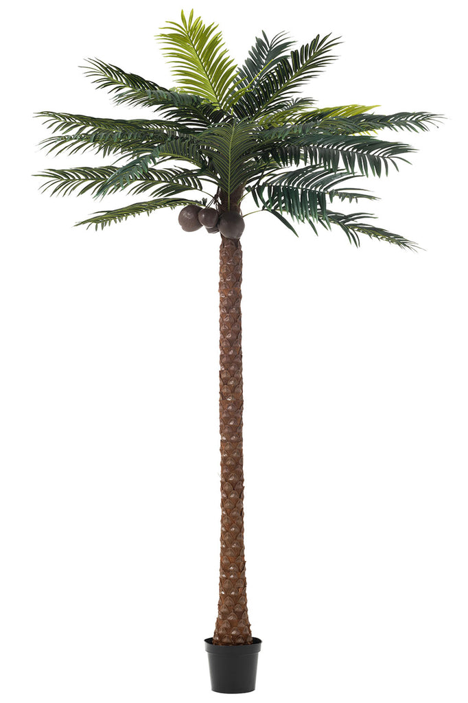 Palm Tree 4 Coconuts In Pot Plastic Green