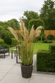 Pampas Grass 13 Heads In Pot Pvc Green/Beige Large - Luxe zijden bloemen boeket - Kunstbloemen van Sharon Flowers
