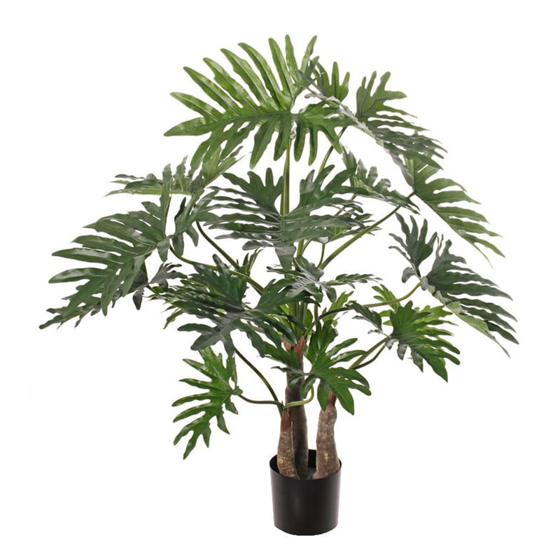 Philodendron selloum maxi