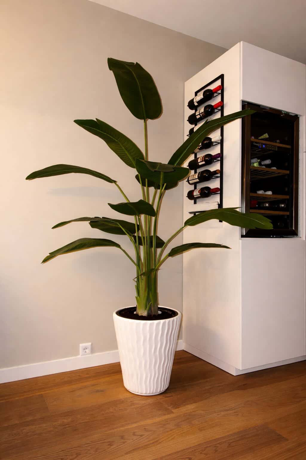 plant-in-pot