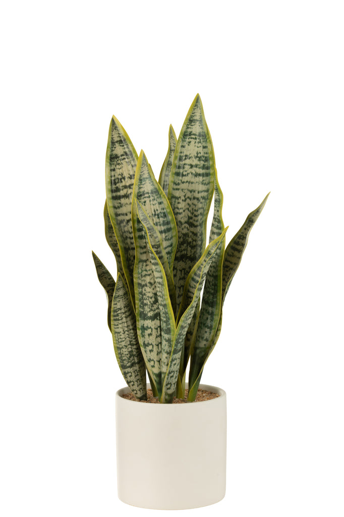 Plant Sansevieria In Pot Pvc Green Large