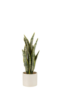 Plant Sansevieria In Pot Pvc Green Medium