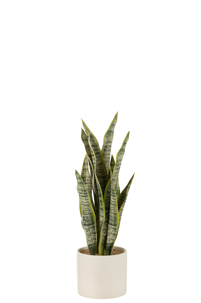 Plant Sansevieria In Pot Pvc Green Medium