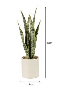 Plant Sansevieria In Pot Pvc Green Small