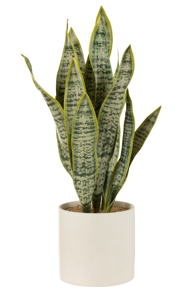 Plant Sansevieria In Pot Pvc Green Extra Large