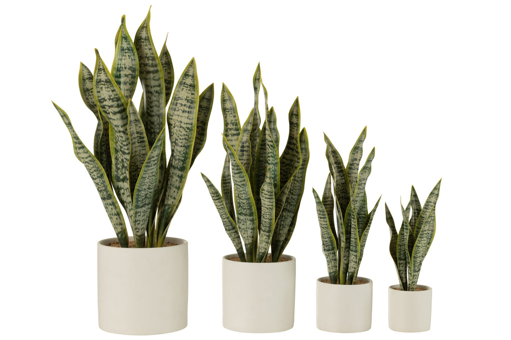 Plant Sansevieria In Pot Pvc Green Extra Large