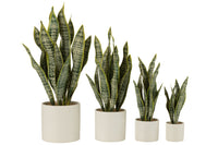 Plant Sansevieria In Pot Pvc Green Extra Large