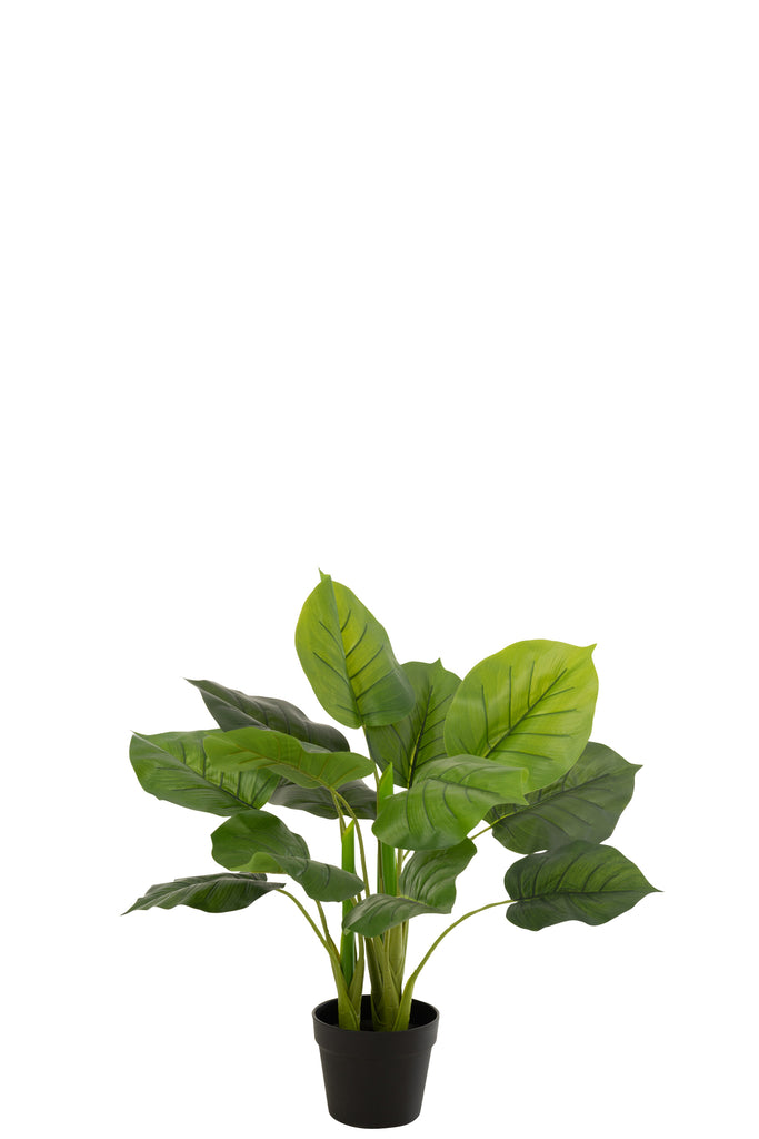 Pothos Plant In Pot Plastic Green