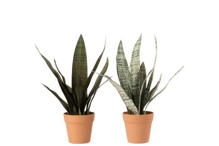 Sansevieria+Pot Synthetic Material Green/Terracotta Medium Assortment Of 2