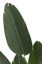 Strelitzia Green Small - Luxe zijden bloemen boeket - Kunstbloemen van Sharon Flowers