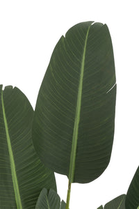 Strelitzia Plastic Green Medium