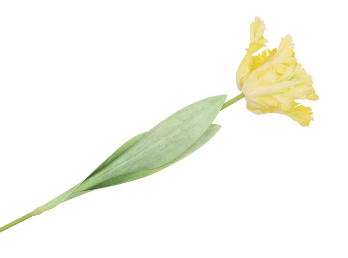 Silk tulip yellow 64cm- Zijden bloem - Kunst bloem -duurzaam