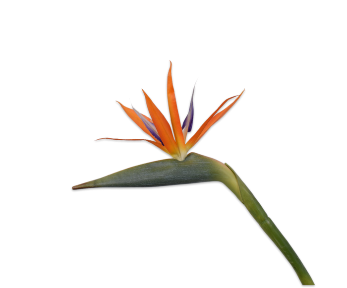 Strelitzia steel oranje - Zijden bloem - Kunst bloem - 95 cm